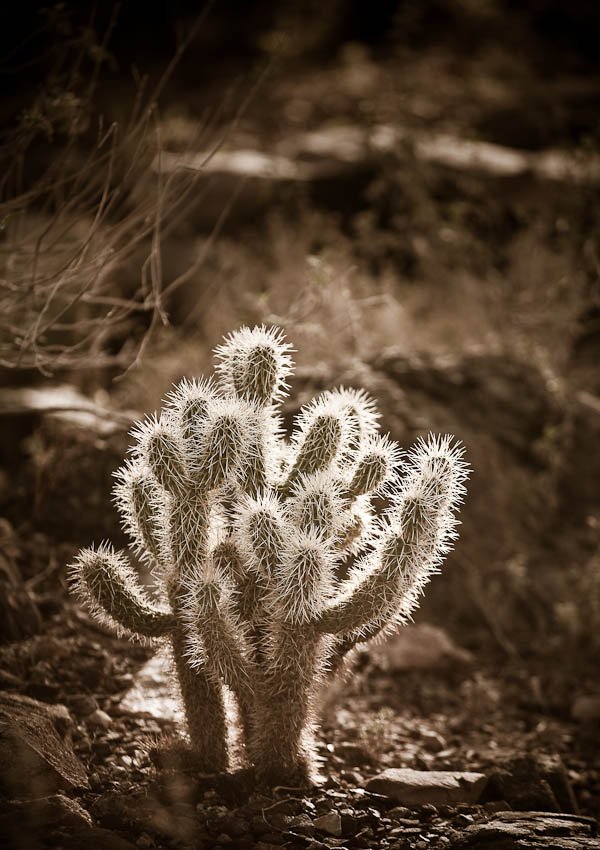 cactus arizona desert museum tucson