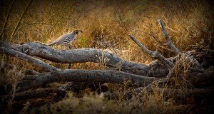 quail tucson arizona