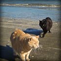 cats on the beach