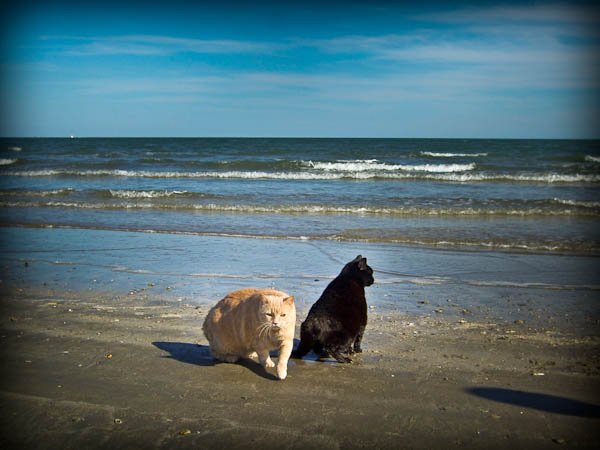 cats on the beach