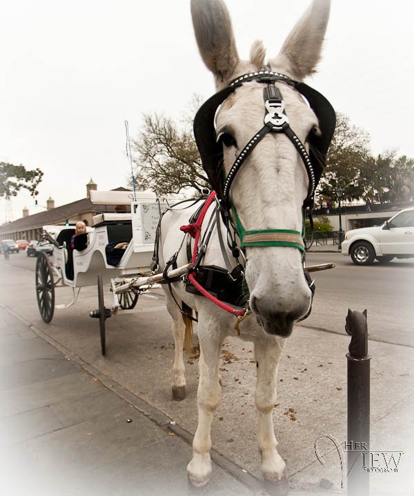 Mule buggy, French Quarter