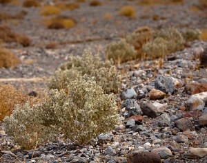 holly plant in Death Valley