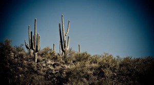 cacti in Arizona desert