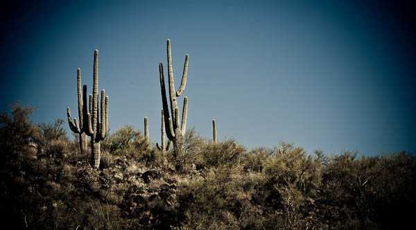 RVBlog-0079 cacti in Arizona desert