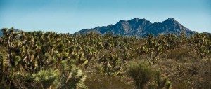 Joshua tree forest