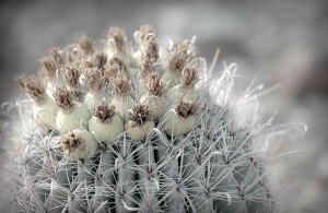 Cactus flowers desert museum