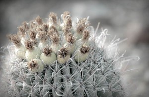 Cactus flowers desert museum