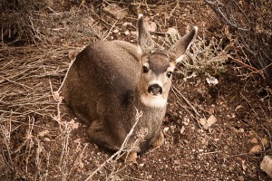 Deer outrside Bright Angel Lodge Grand Canyon