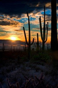 HDR photography of Cactus Sunset Saguaro Park Vertical