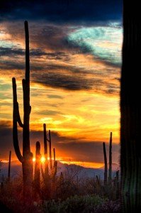 HDR Cactus Sunset photo Saguaro Park