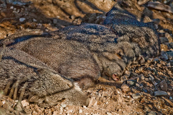 Javelinas arizona desert museum tucson