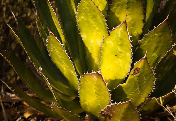 Prickly pear cactus desert museum tucson