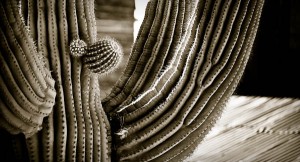 cactus goldfield ghost town