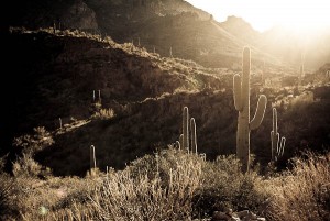 cactus in desert along Apache Trail