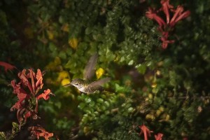 hummingbird