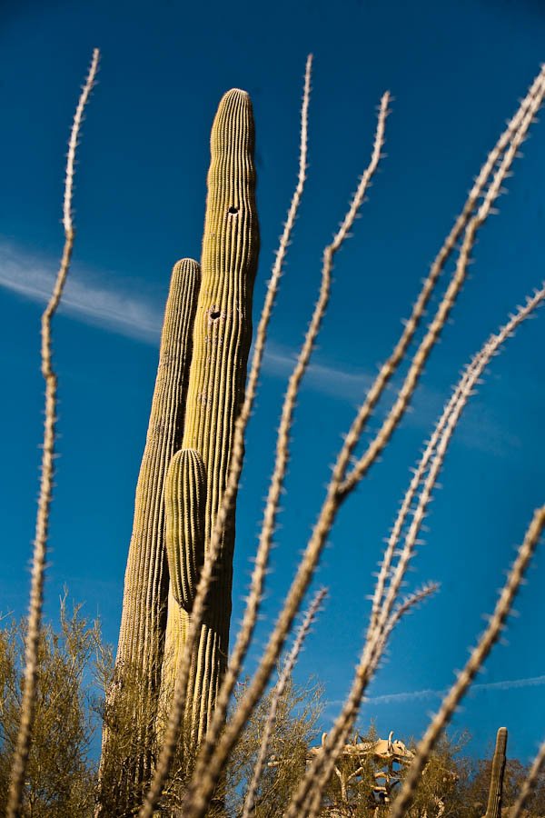 Saguaro cactus national park arizona
