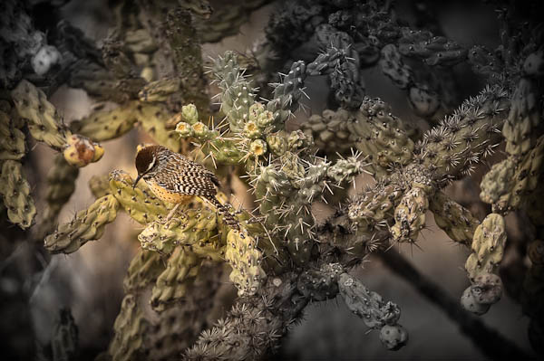 bird on cactus bird on cactus