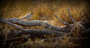 quail tucson arizona