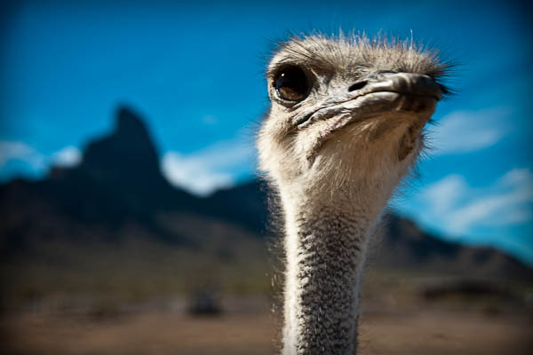 Ostrich in Arizona