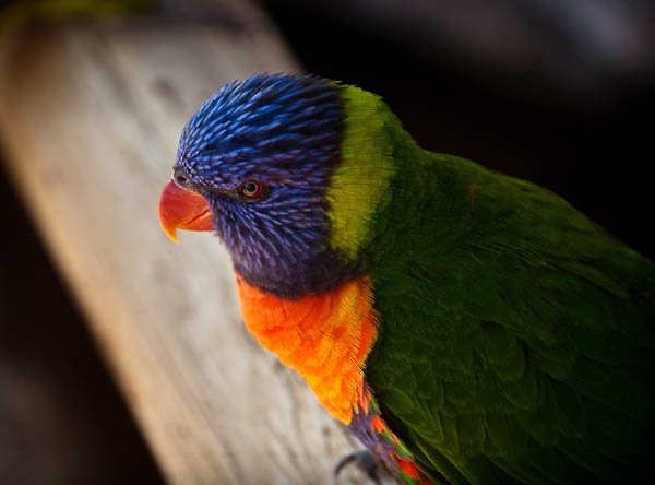 Rooster Cogburn Lorikeet