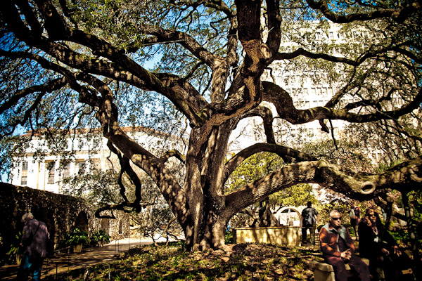 old tree in the alamo courtyard