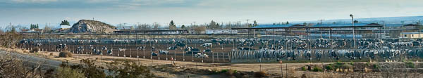 factory farm in New Mexico