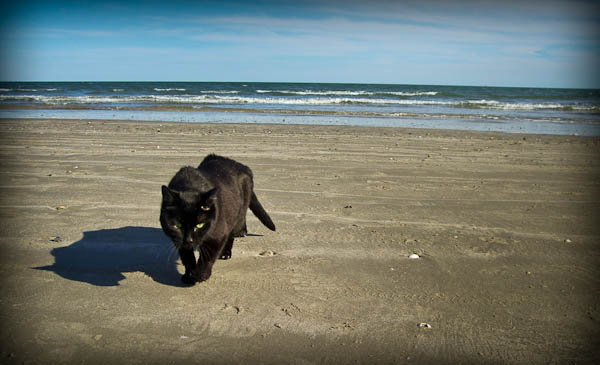 boo walking away from ocean