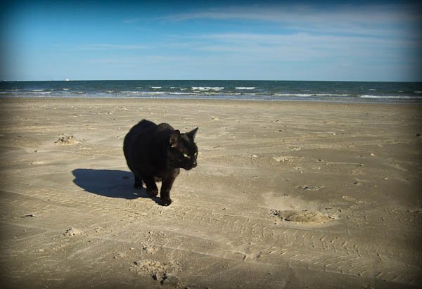 boo on the sand