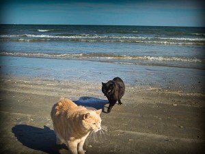 my cats pumpkin and boo on the beach of padre island