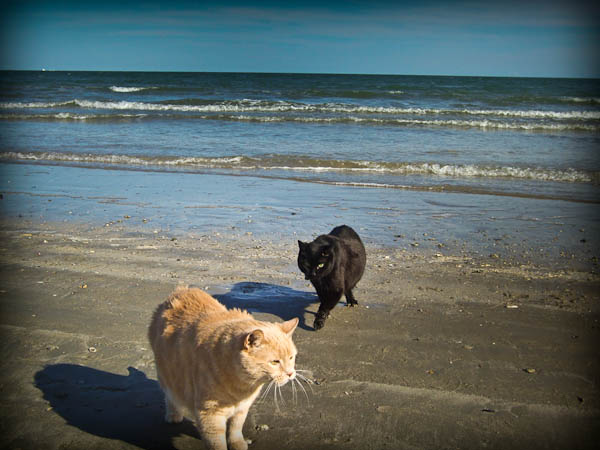 Pumpkin_and_Boo_in_the_Gulf_of_Mexico_Corpus_Christi my cats pumpkin and boo on the beach of padre island