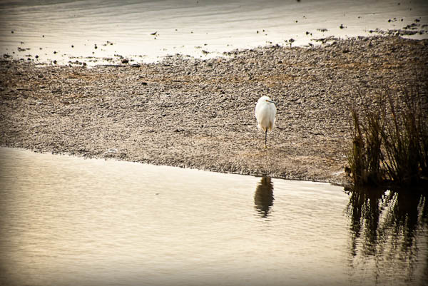 egret at Sea Breeze RV park