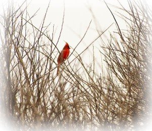 cardinal