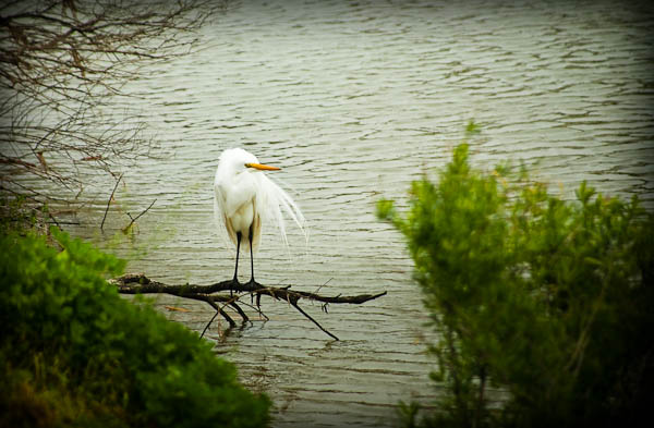 Egret