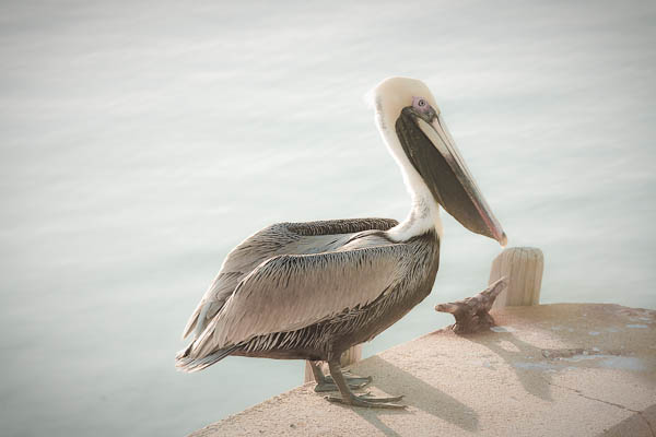 brown pelican