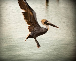 brown pelican