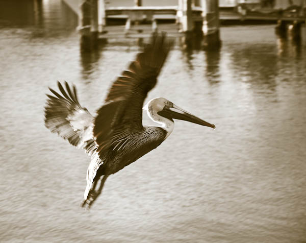 brown pelican