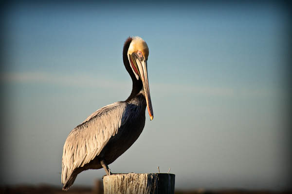 brown pelican