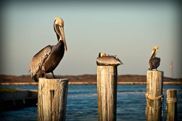 brown pelican