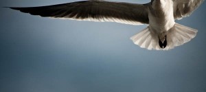 seagull
