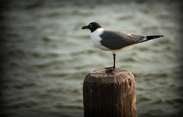 seagull seagull