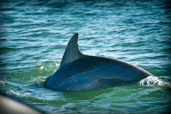 Dolphin Connection