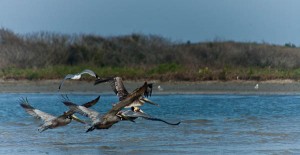 brown pelicans