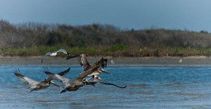 brown pelicans