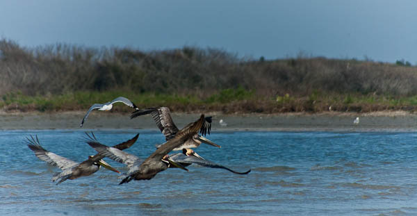 brown pelicans brown pelicans