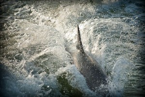 Dolphin Connection