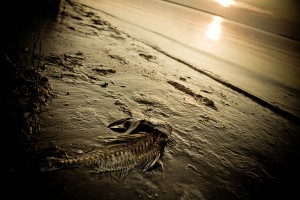 fish sunset