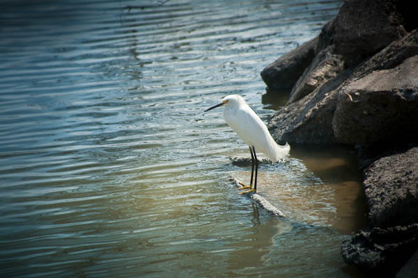 snowy egret