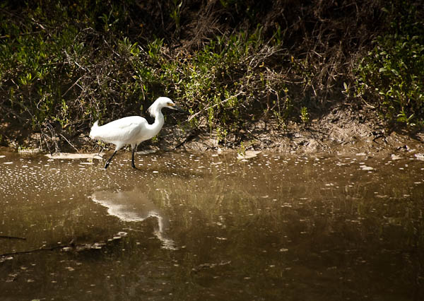 snowy egret