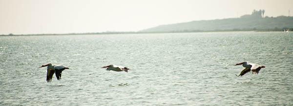 brown pelicans