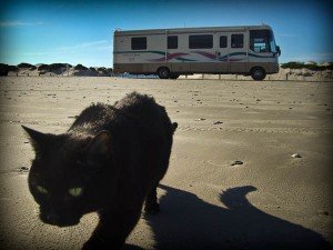 my cat boo and the rv on the beach